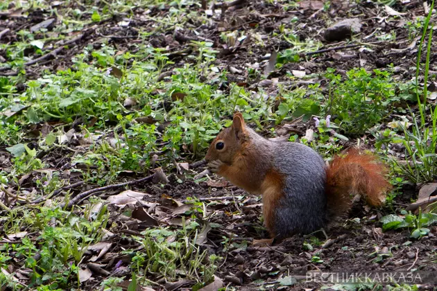 Белка в парке Йылдыз в Стамбуле