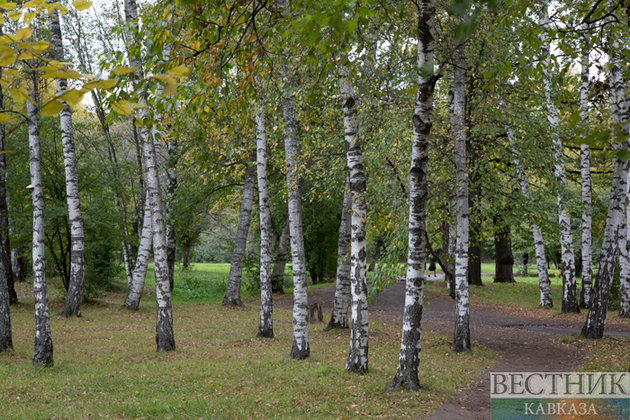 Ингушетия активно восстанавливает лесной фонд