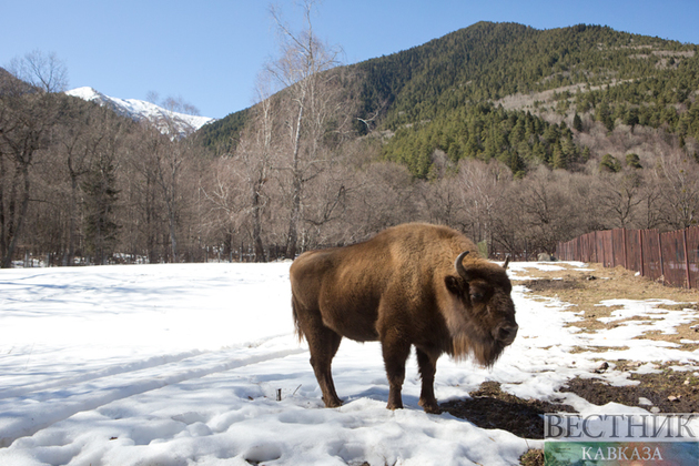 В Абхазии могут снова поселиться зубры
