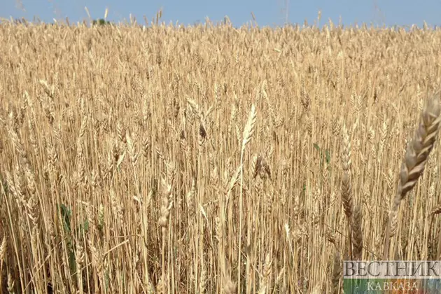 Иран запасается пшеницей