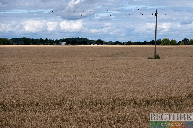 Турция вышла в европейские лидеры по сельхозпроизводству