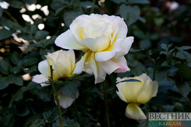 Розовая вода: что это такое и для чего она нужна?