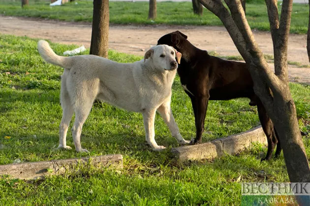 Три новых собачьих парка открыли в Ереване
