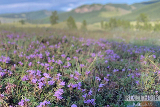 Тимьян ползучий