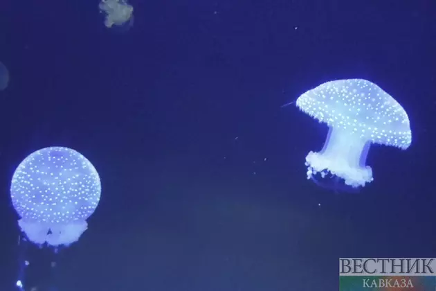 Опасные медузы заполнили море в Крыму
