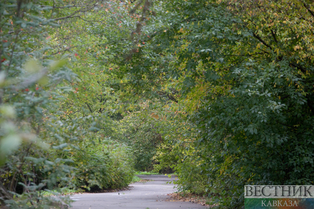 Сохранением имеретинского дуба занялись в Грузии