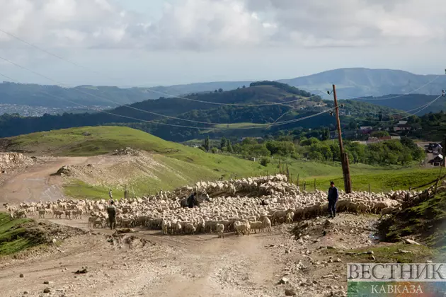 Земли отгонного животноводства обеспечат пунктами медицинской помощи в Дагестане