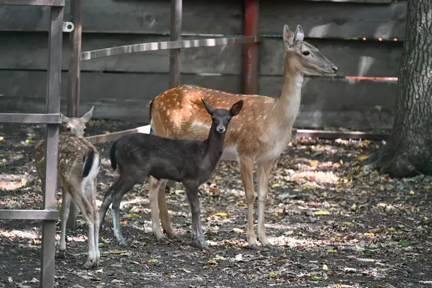 Ставропольский зоопарк пополнился новыми обитателями