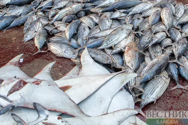 Из Казахстана в ЕС пытались вывезти рыбы почти на полмиллиона долларов