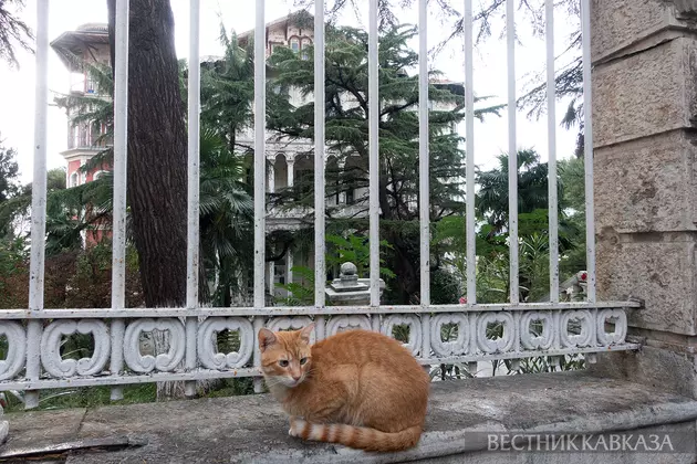 Кошки в Стамбуле: как живет самый кошачий город в мире?