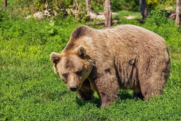 Большая попка гламурной Наоми в черных чулках на природе, фото #2