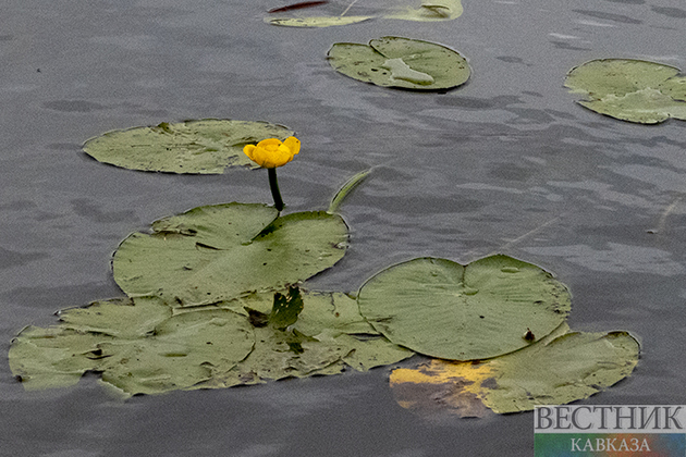 Пять зон отдыха создают у городского пруда в Назрани