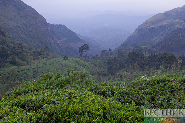 Чайные плантации в Сочи пройдут реконструкцию