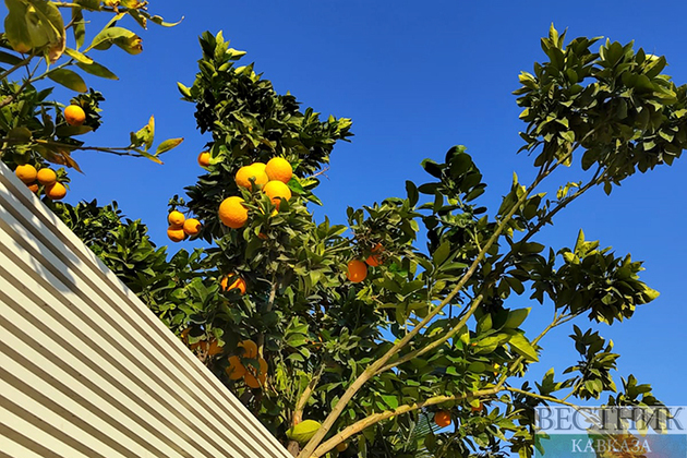 Апельсиновое дерево