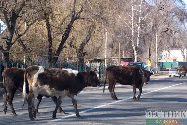 Бродячих коров в Сунже будут отправлять на "штрафстоянку"