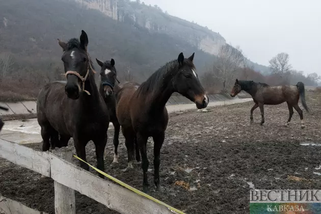 Первая школа по конному спорту откроется в Железноводске