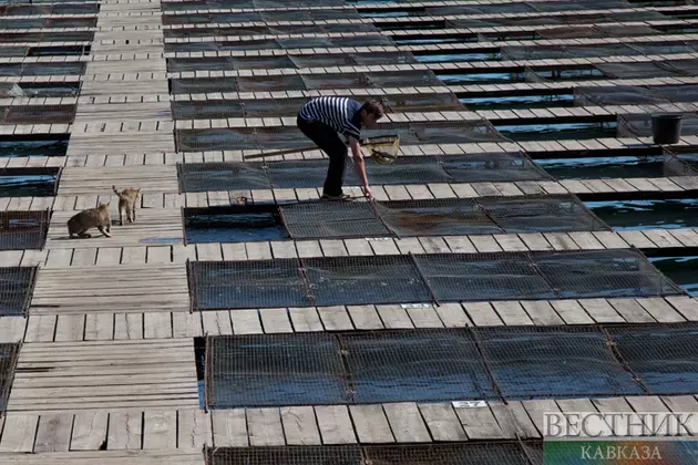 Разведением радужной форели занялись в Дагестане