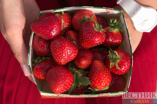 Ставрополье может обзавестись мультиягодным кластером