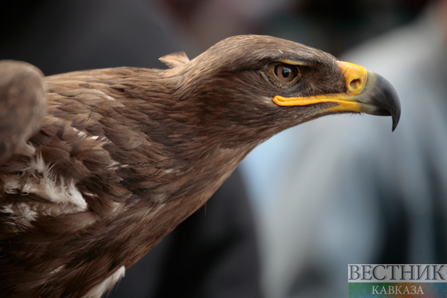 Зимующих хищных птиц впервые посчитали в Дагестане