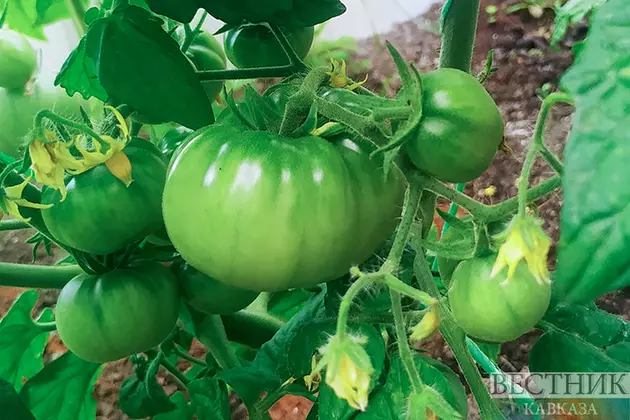 Саранча угрожает урожаю Краснодарского края в 2025 году