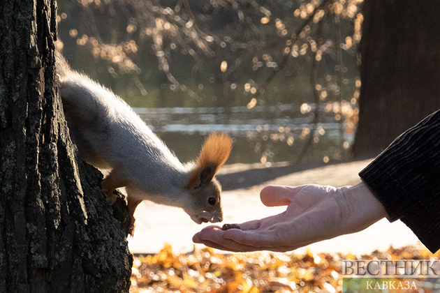 Новые белки будут ждать туристов в Железноводске