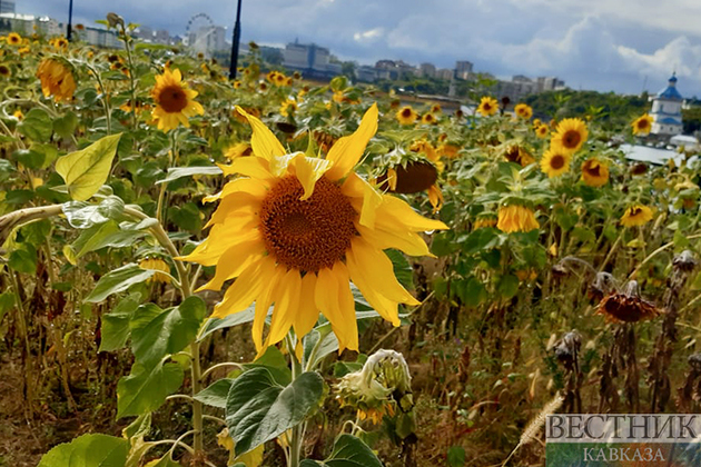 Казахстанские аграрии делают ставку на бобовые и масличные культуры