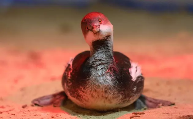 Еще 120 птиц остаются на реабилитации после разлива мазута в Черном море