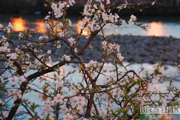 Что такое еврейский Новый год деревьев?