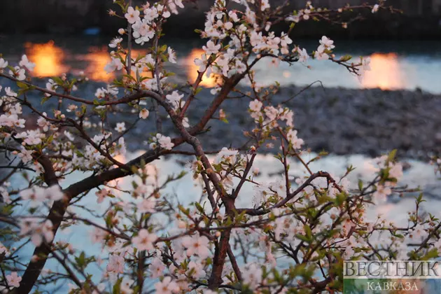 Что такое еврейский Новый год деревьев?