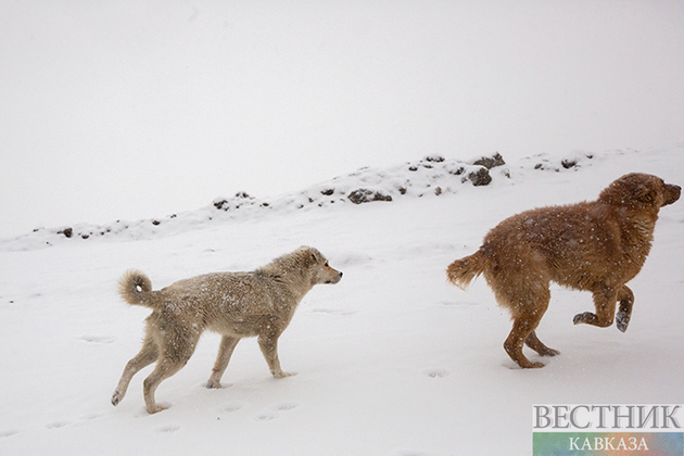 Лавинная опасность объявлена в Узбекистане на три дня