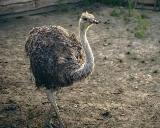 Разведением страусов эму займутся на Ставрополье