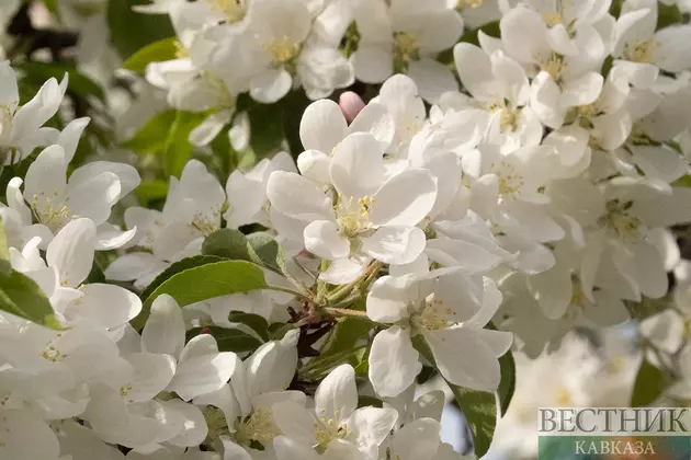 Цветение яблони