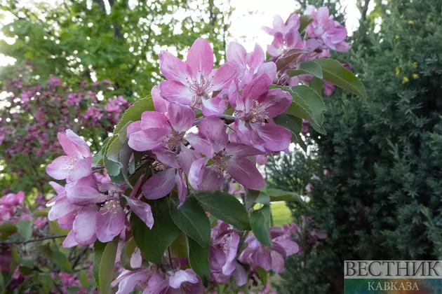 Цветение миндаля