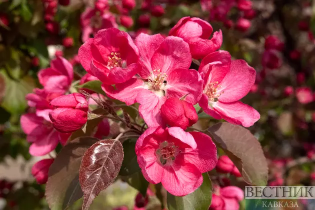 Цветение яблони