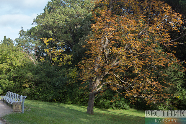 Армавир станет зеленее благодаря акции "Сад Памяти"