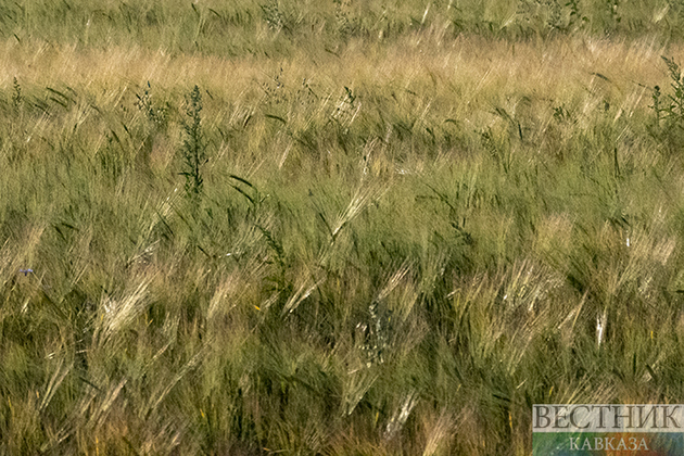 Дроны для сельского хозяйства из Ирана появятся в Узбекистане