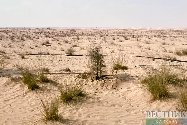 Дно Арала превратят в лесопитомник, питаемый скважинами