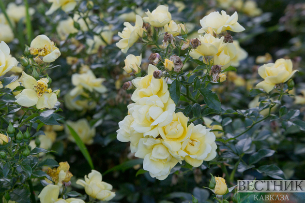 Владикавказ украсят тысячи розовых кустов