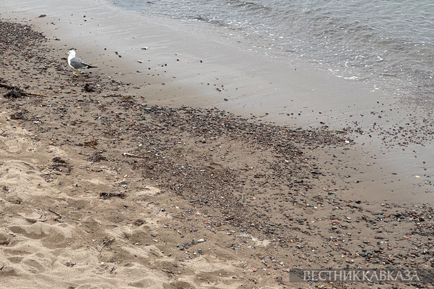 Чайка на пляже