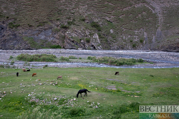 Возрождением лошадей Пржевальского займутся в Казахстане