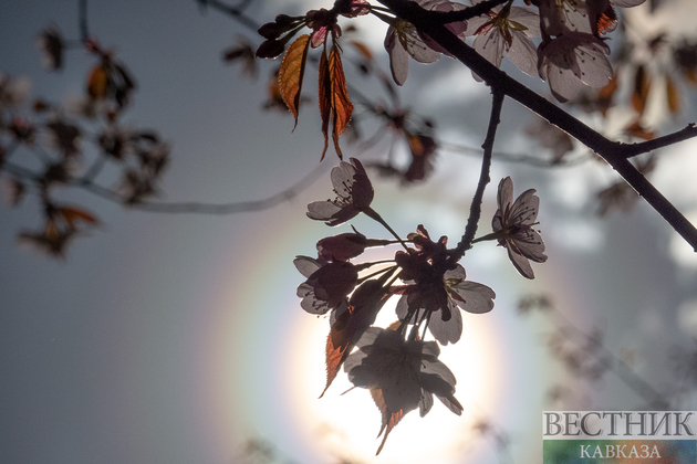Цветение сакуры в Бирюлевском дендропарке