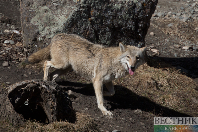 Отстрел волков и шакалов стартовал в Абхазии