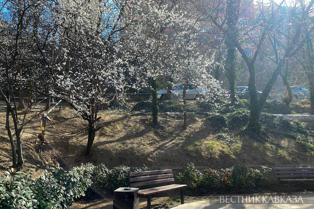 Весеннее цветение в Тбилиси