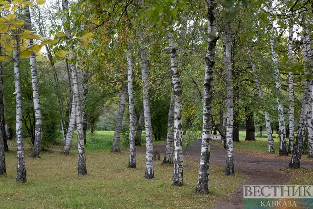 В Кабардино-Балкарии высадят десятки гектаров новых лесов