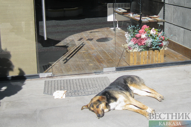 Собака у магазина