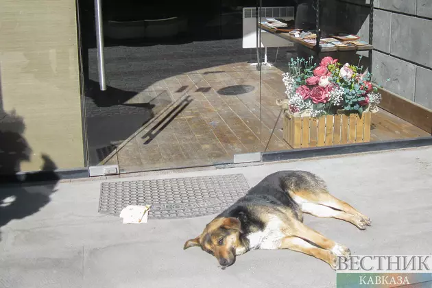 Собака у магазина