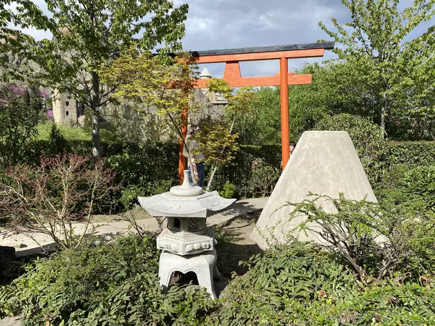 Фестиваль цветения сакуры с размахом прошел в Тбилиси