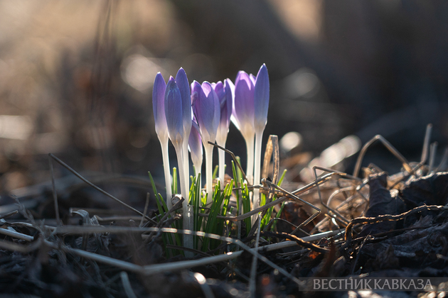 Цветение крокусов