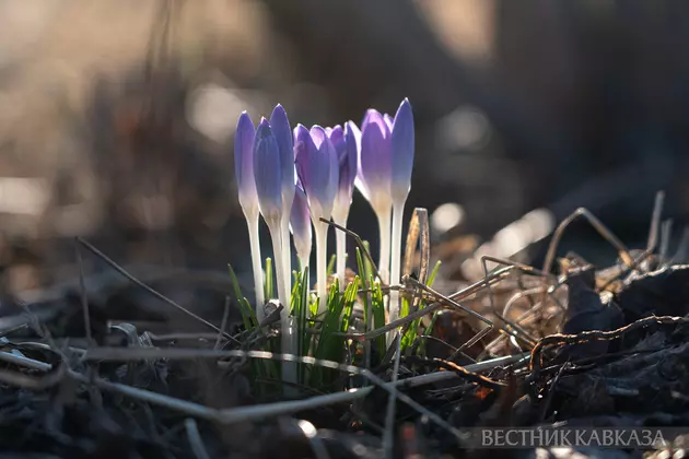 Цветение крокусов