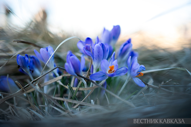 Цветение крокусов